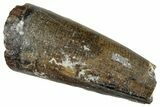 Dinosaur-Eating Crocodile (Sarcosuchus) Tooth - Niger #282071-1